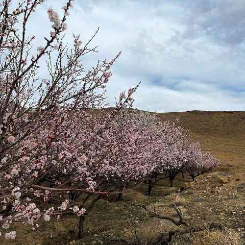  وقتی یخ میزد دستام کجا بود دستت قلب میداد واسه هر کی میزد